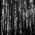 Photo Les séquoias géants, Muir Woods, Califonie, mai 2010