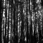 Photo Les séquoias géants, Muir Woods, Califonie, mai 2010