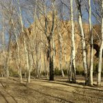 Photo Les Arbres blancs de la vallée, Maroc, hiver 2011