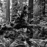 Photo Le Génie de la forêt, Muir Woods, Californie, printemps 2010